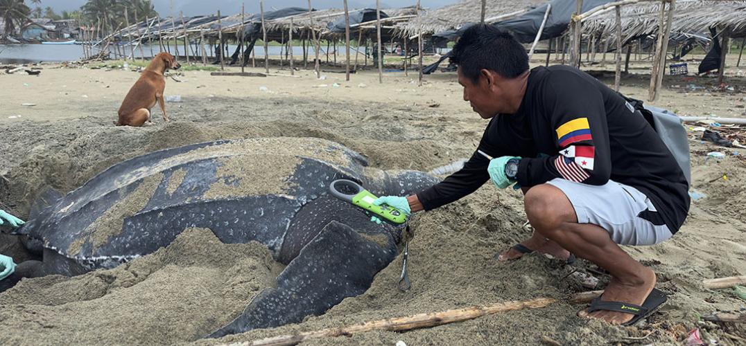 A person reaches a handheld scanner towards a giant leatherback sea turtle on the beach