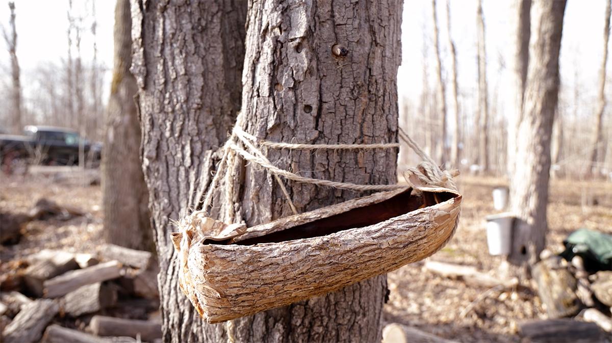 Collecting Tree Sap collecting-tree-sap