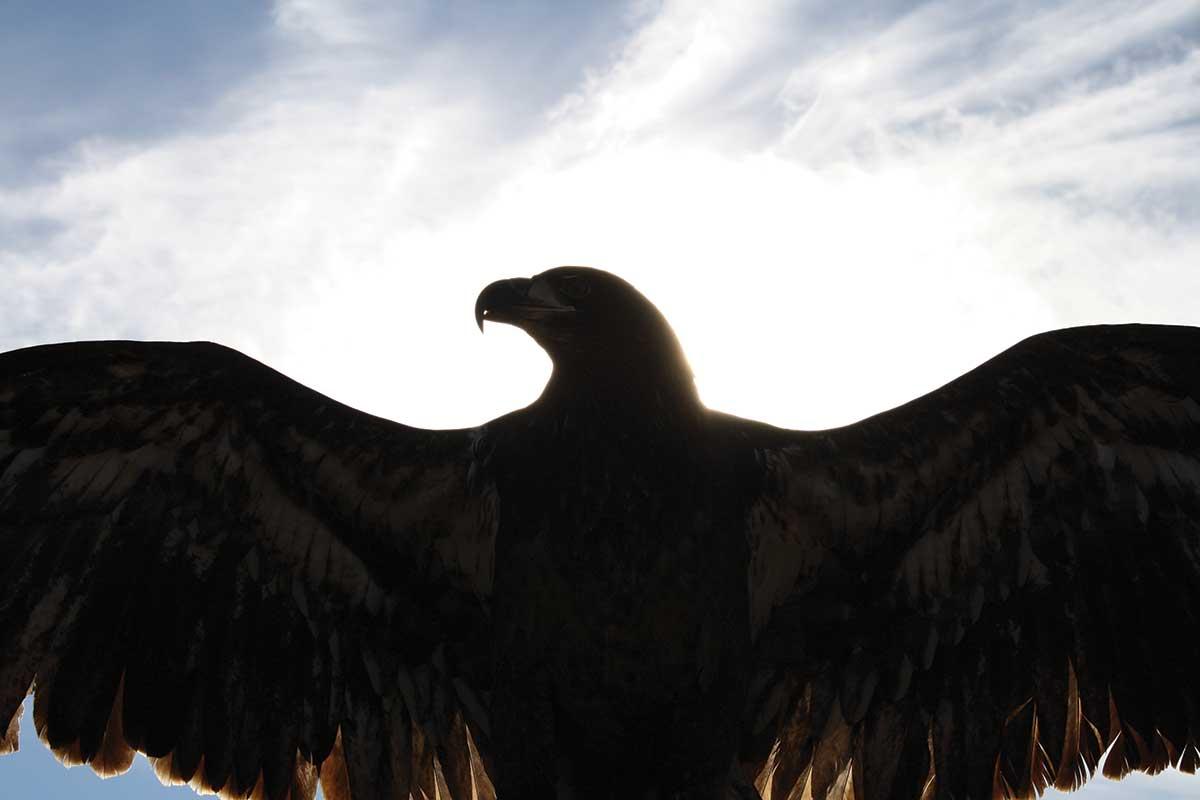 Indigenous Tribal Flying Eagle T Shirt Thunderbird Indigenous Tribal Flying Eagle T Shirt Thunderbird