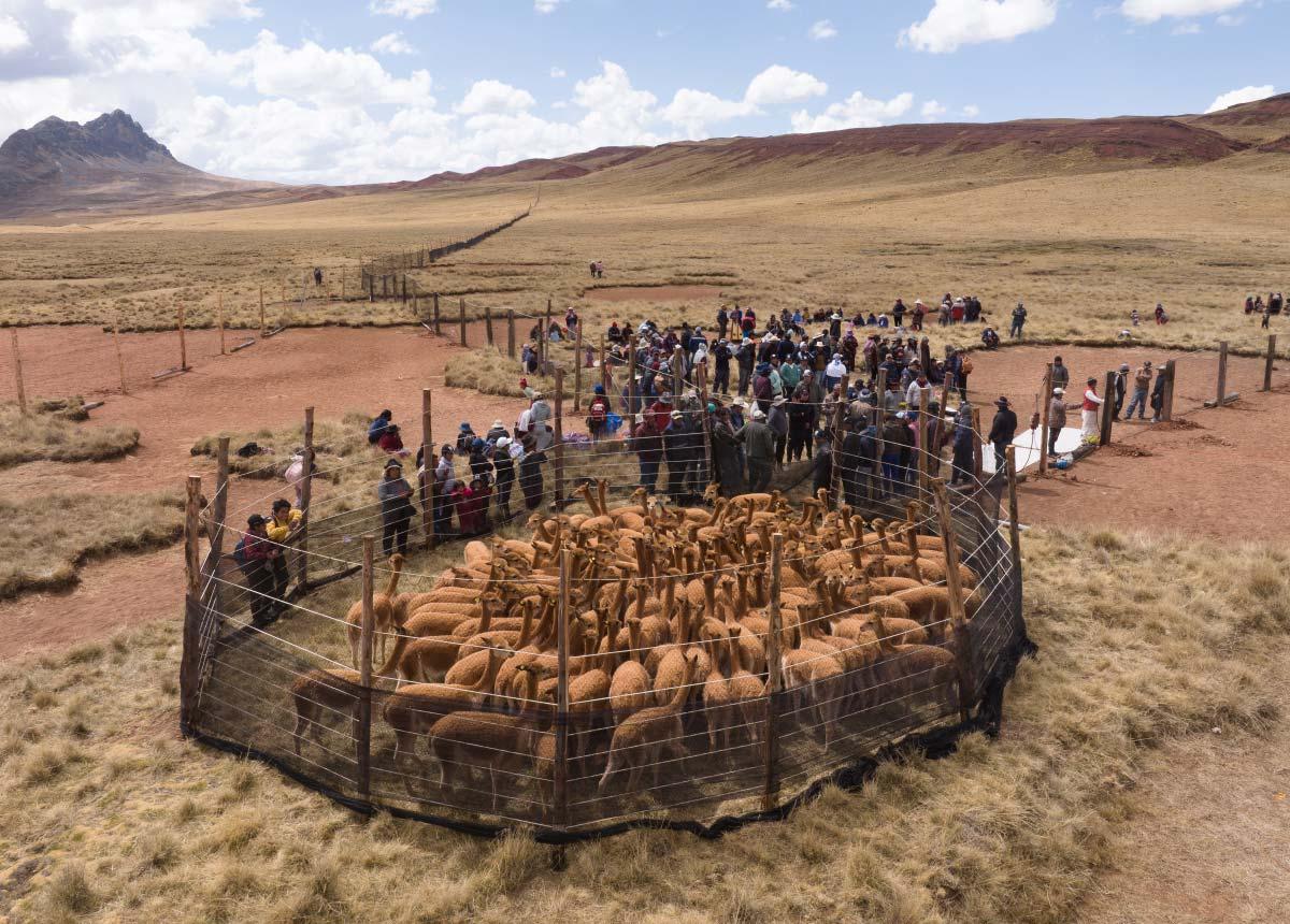 ロロ・ピアーナ~VICUNA THE QUEEN OF THE ANDES~ Vicuna: The Queen of the Andes: Piazza, Arianna, Rotunno