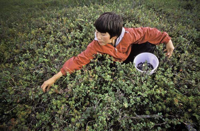A Yup’ik boy picks blueberries near the village of Kwethluk, Alaska, 2012