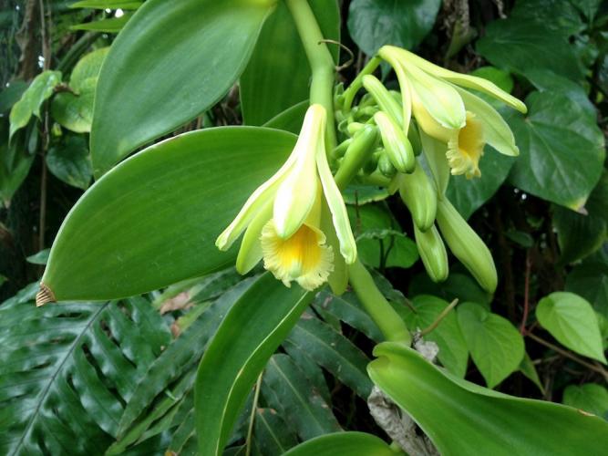 Flowering vanilla orchid