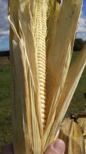 Ear of corn