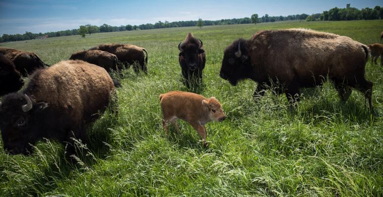 Baby bison with bison heard