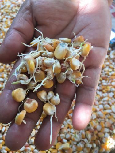 Josefa Sullon Silva holding sprouted corn