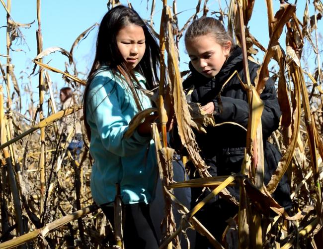 Oneida youth harvesting corn