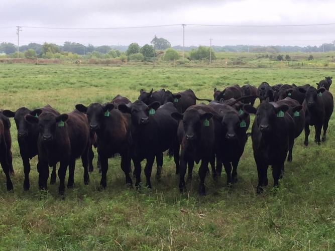 Angus cattle