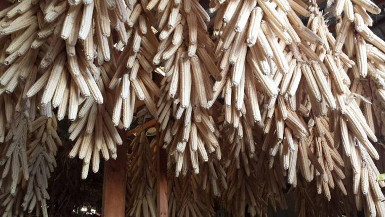 Bundles of dried Oneida heirloom white corn hung from ceiling