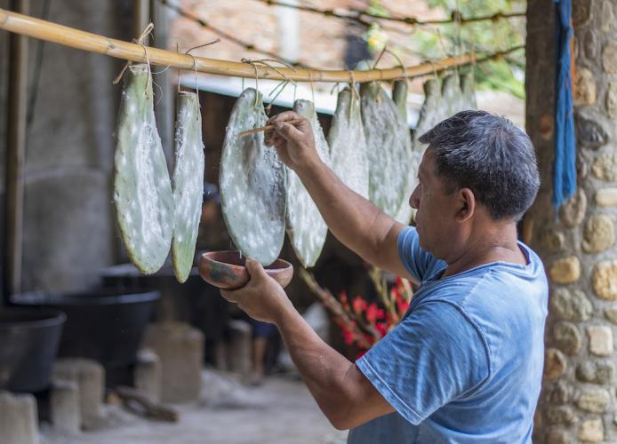 Antonio Lazo Hernandez