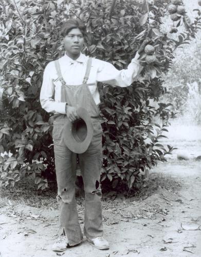 Agua Caliente farmer standing in orchard holding tree branch with hanging fruit