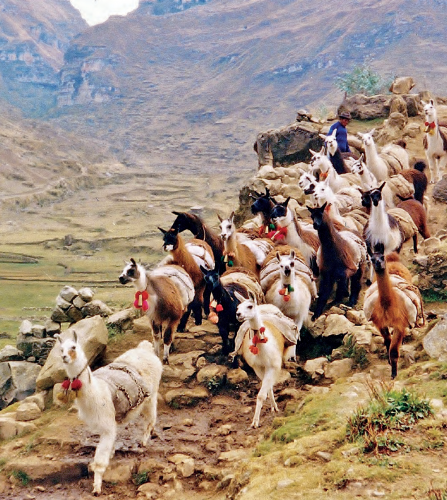 A llama caravan