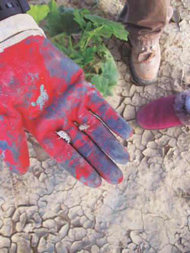 Farmer holding insects in hand
