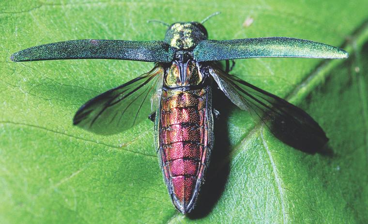 invasive emerald ash borer