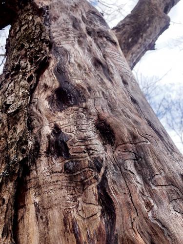 Galleries left by the ash borer larvae