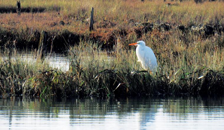 Bird standing in the reeds of the island