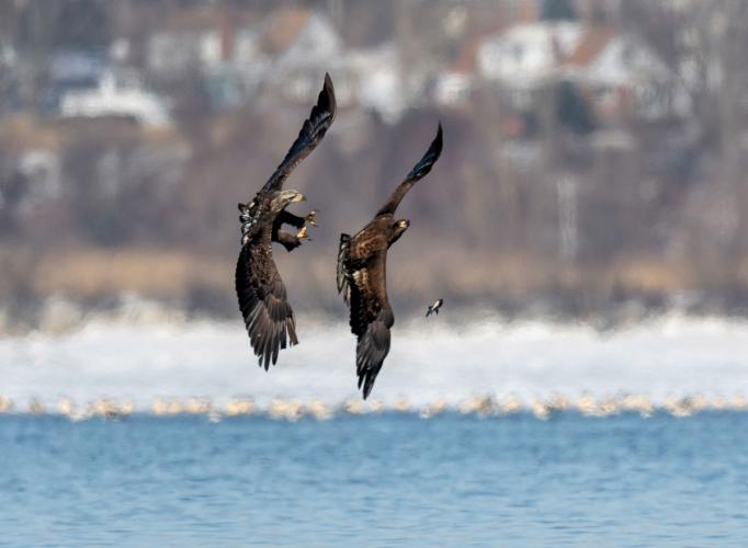 Two juvenile eagles fighting over a fish