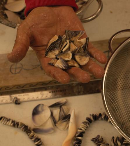 Chief Harry Wallace (Unkechaug) holding cut quahog clam shells