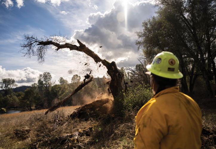John Saucedo watches as a dead tree is felled