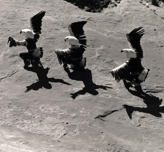 Three Laguna Eagle Dancers