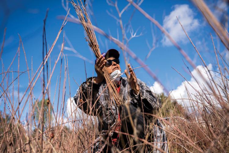 Theresa Williams-Lundy bundles sourberry stalks
