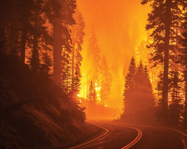 A fire burning in a forest