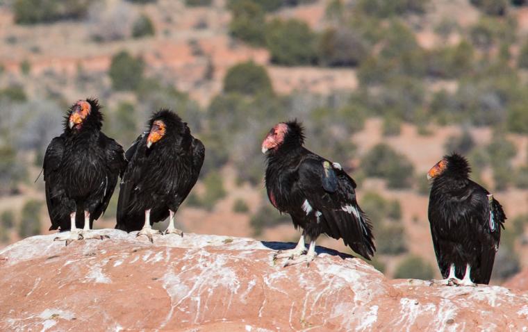 California condors