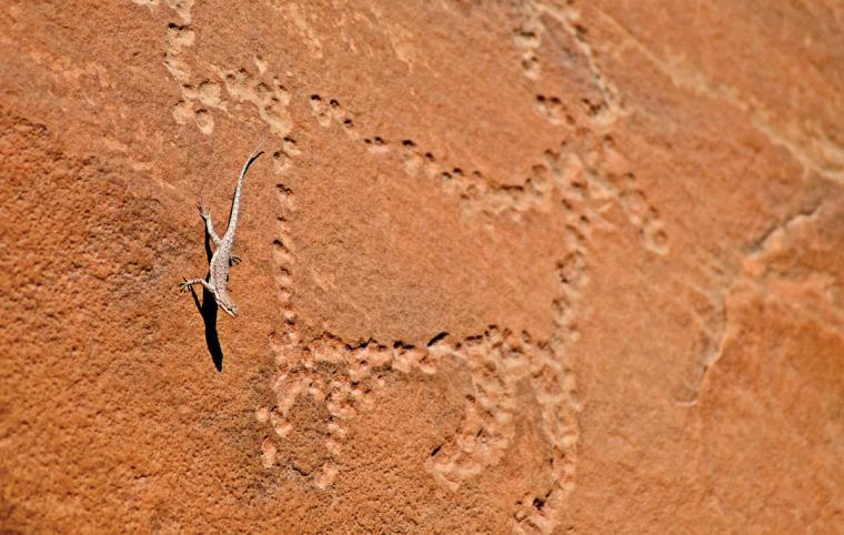 A live lizard hangs on a stone wall next to a petroglyph of a large ungulate.