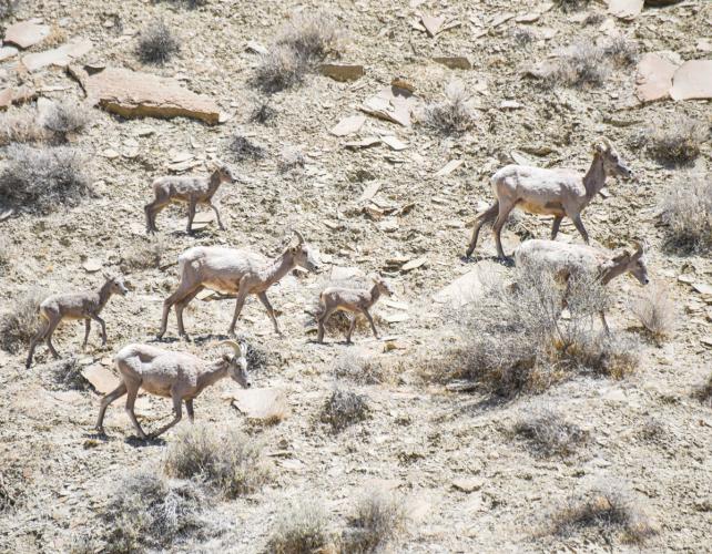 Big horn sheep