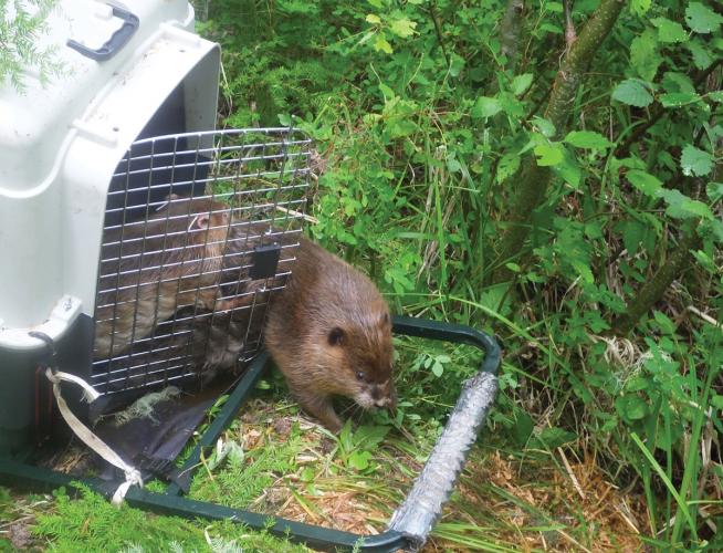 Two beavers leaving their cage