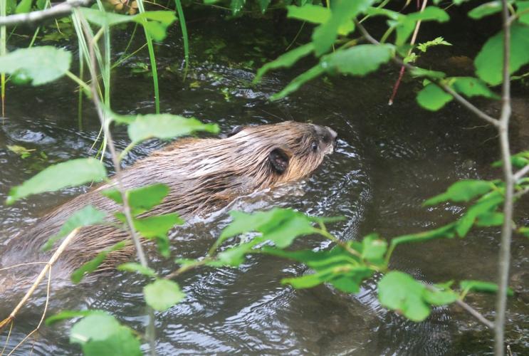 A swimming beaver