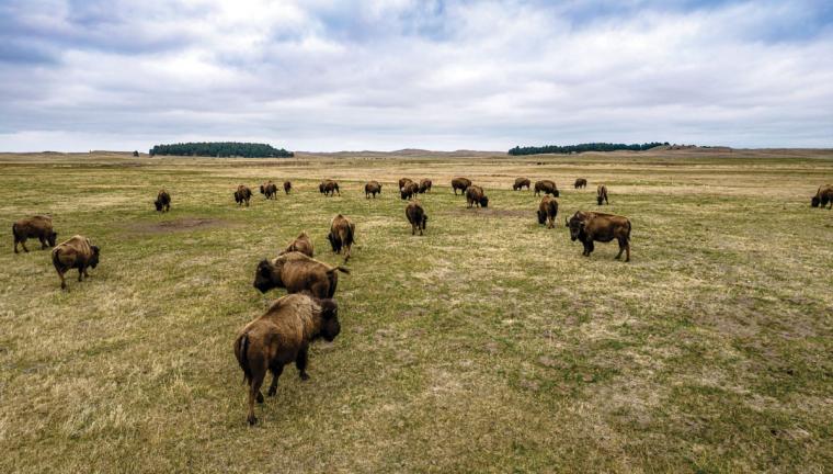A herd of bison walk onto the range on Rosebud Sioux tribal lands