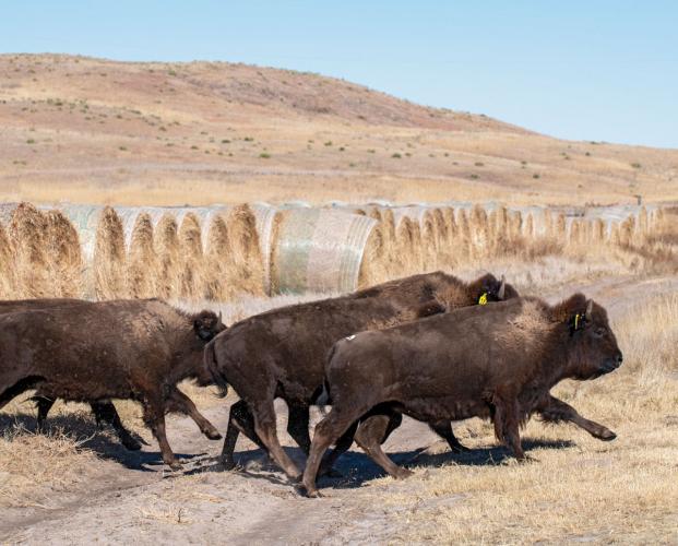Bison running through a field