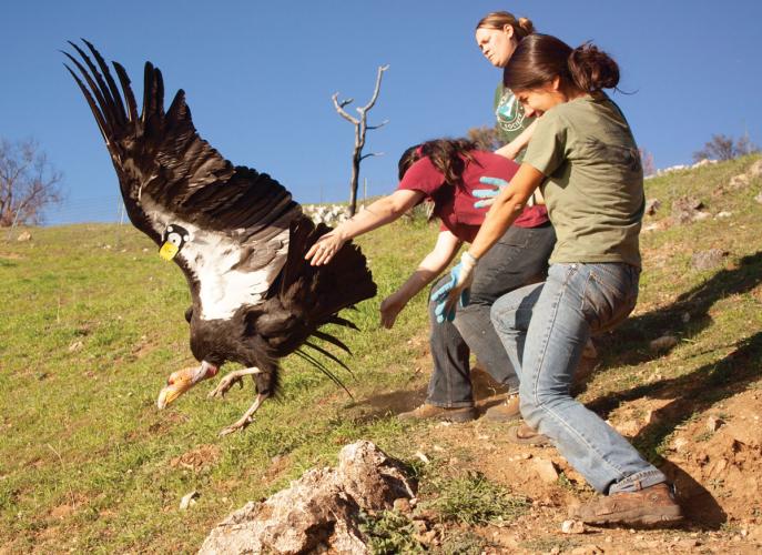 Three people releasing a condor