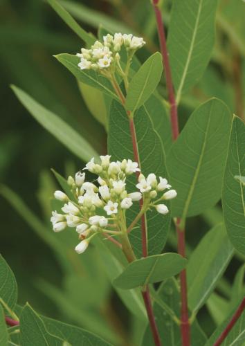 Dogbane plant