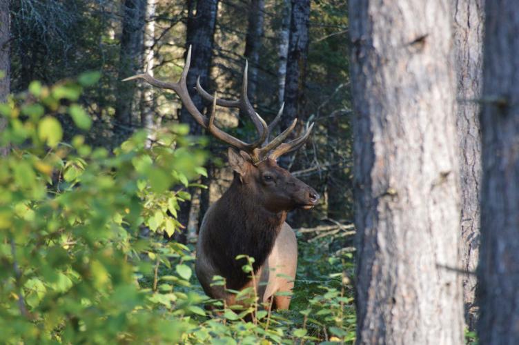 An elk pokes out of the trees in a forest in Wisconsin.