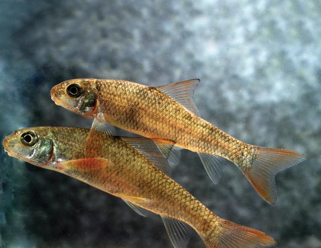 Two juvenile sicklefin redhorse