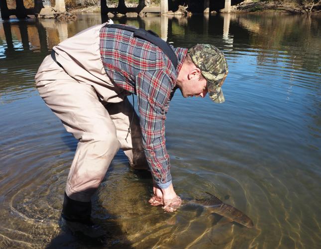 A person releasing a sicklefin redhorse into the water.
