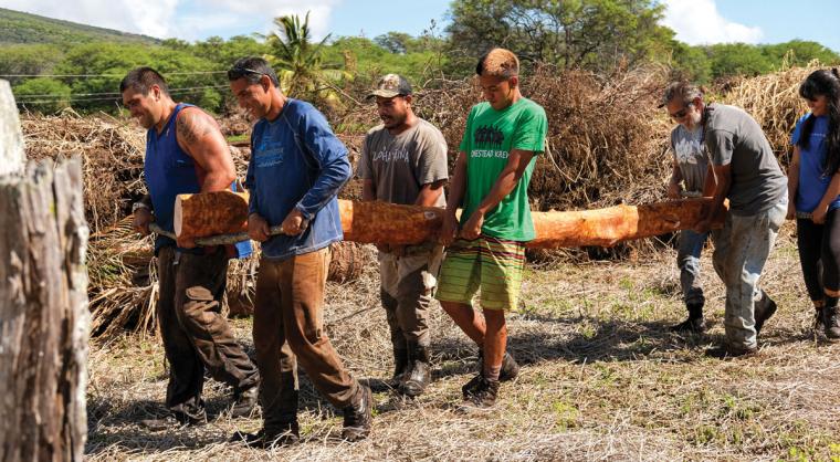 People removing mangrove trees from an ancient fishpond