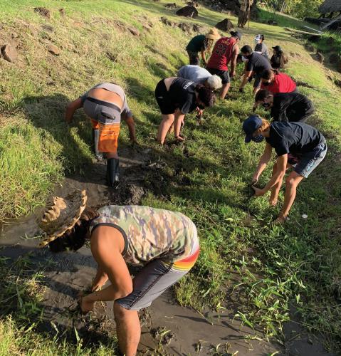 Students and volunteers clearing plants to plant taro.