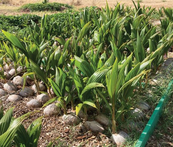Coconut plant seedlings surrounded by other plants.