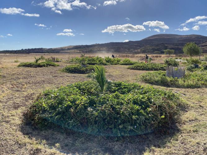 Coconut plants surrounded by sweet potatoes.