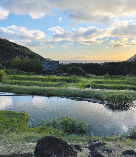 Pond used to irrigate taro
