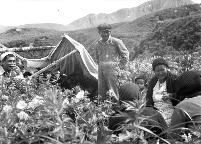 A group of Aleut people crouch in the grass to harvest roots.