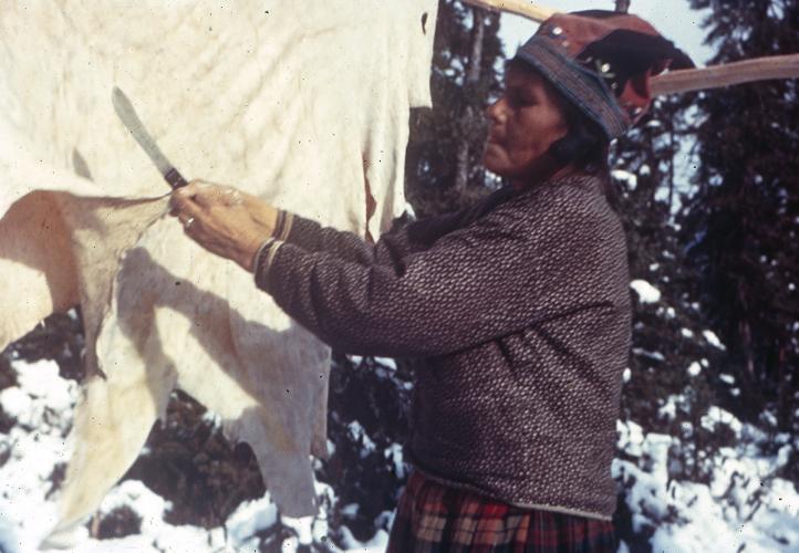 An Indigenous woman trims a hanging caribou hide
