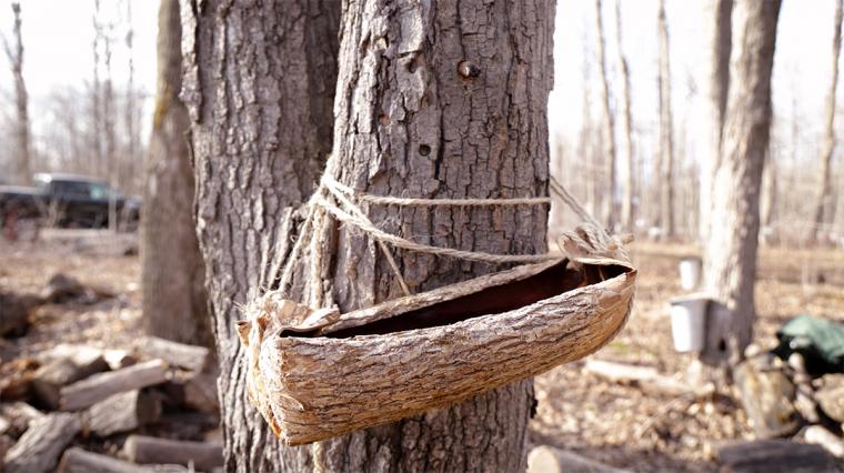 The Indigenous Origins Of Maple Syrup NMAI Magazine the-indigenous-origins-of-maple-syrup-nmai-magazine