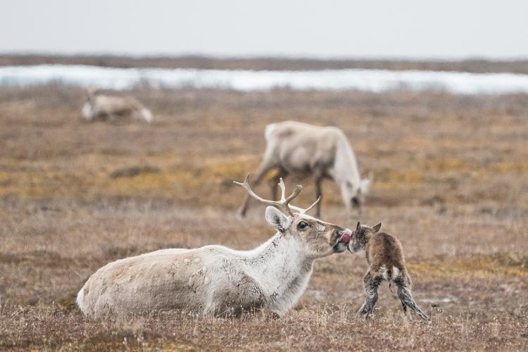 A mother licks her newborn calf