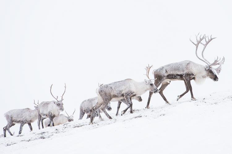 Caribou walk up a snowy slope as snow falls on them