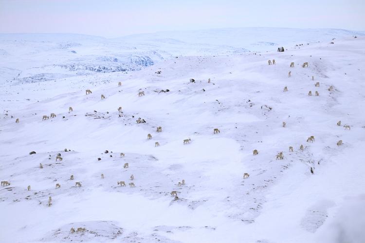 A snowy landscape dotted with grazing caribou.