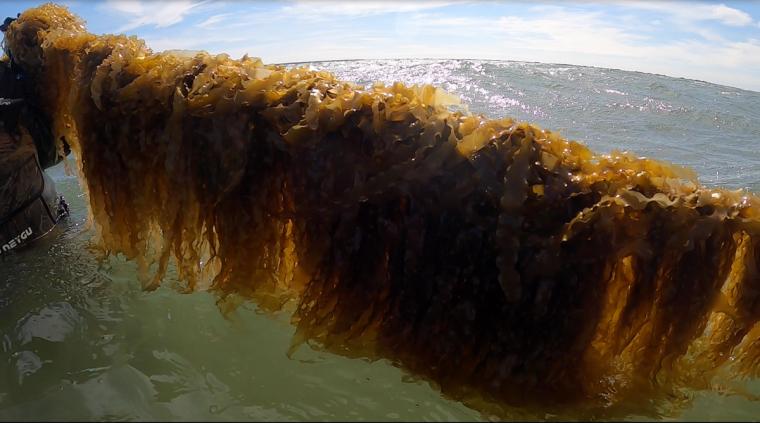 A woman lifts the line of kelp out of the water.