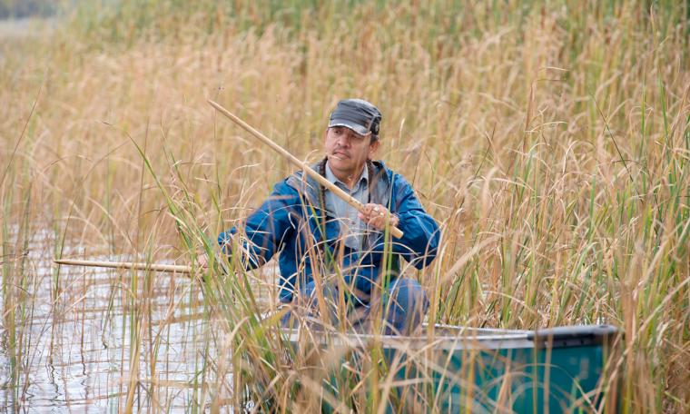 A man uses sticks to pull wild rice stalks over his canoe.